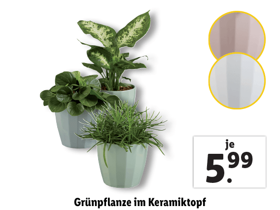  Grünpflanze im Keramiktopf