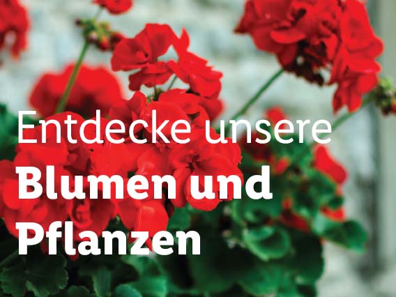 Blumen und Pflanzen