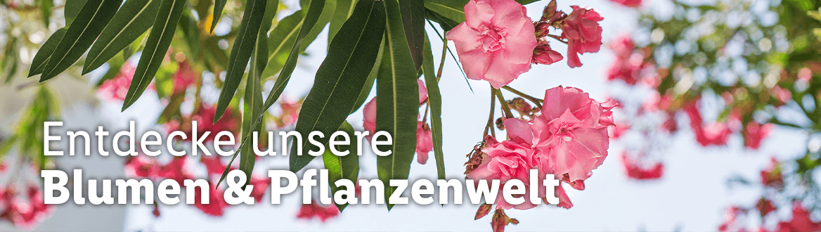  Blumen & Pflanzen, gültig ab Dienstag, 11. April