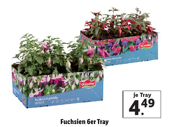 Fuchsien 6er Tray