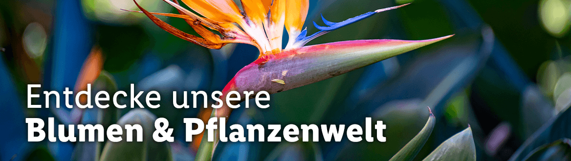 Blumen & Pflanzen, gültig ab Dienstag, 2. Mai