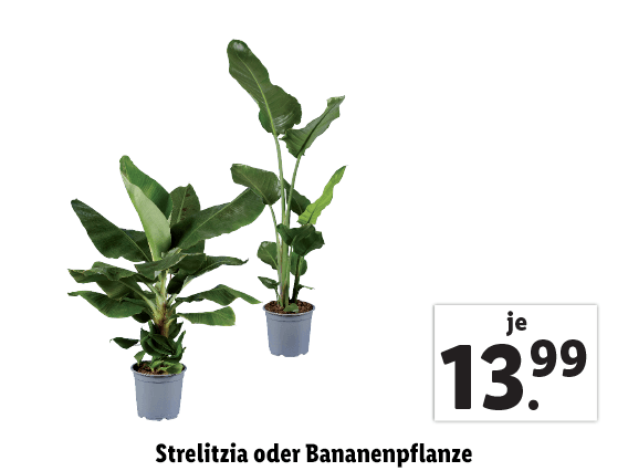 Strelitzia oder Bananenpflanze