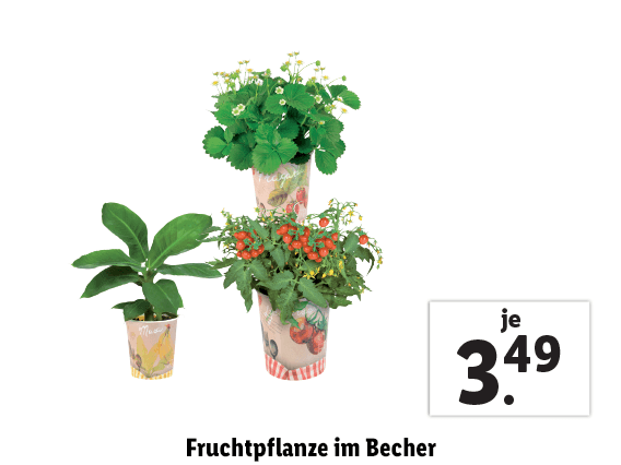 Fruchtpflanze im Becher