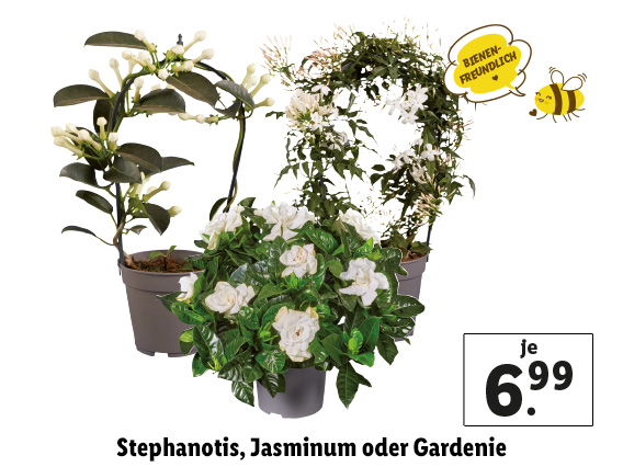 Stephanotis, Jasminum oder Gardenie 