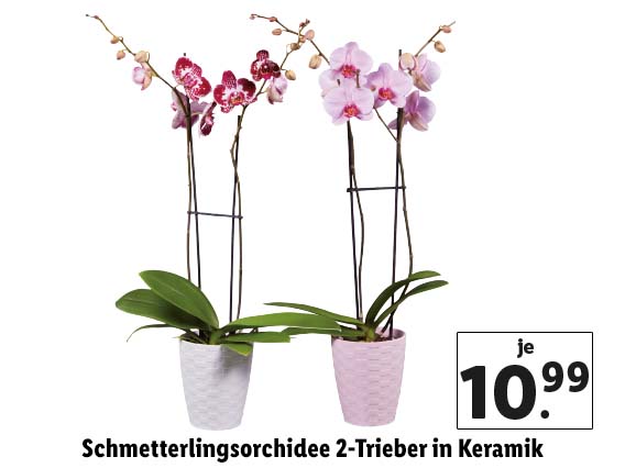 Schmetterlingsorchidee 2-Trieber in Keramik 