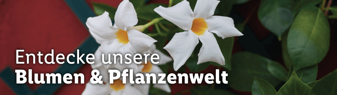  Blumen & Pflanzen