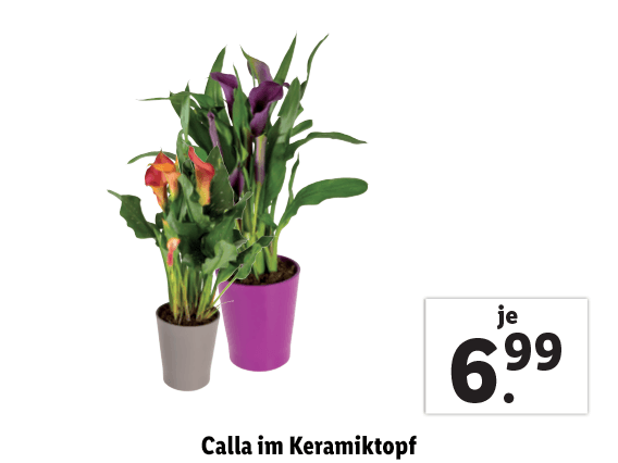  Calla im Keramiktopf