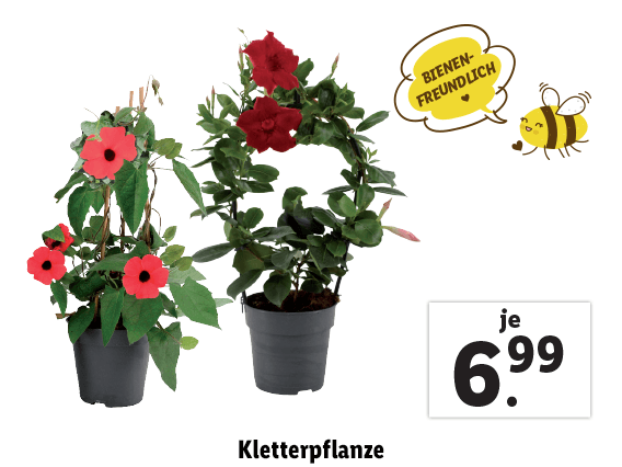  Kletterpflanze
