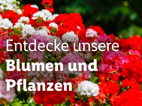 Blumen & Pflanzen