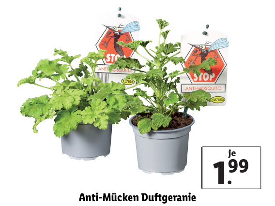 Anti-Mücken Duftgeranie