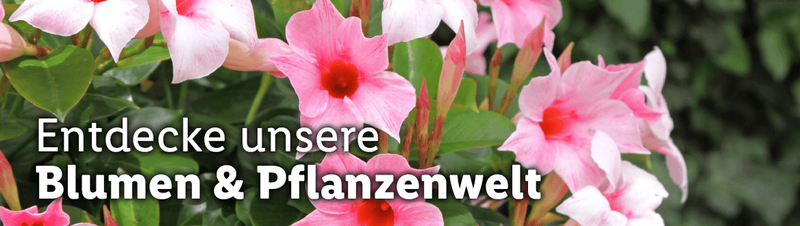 Blumen & Pflanzen