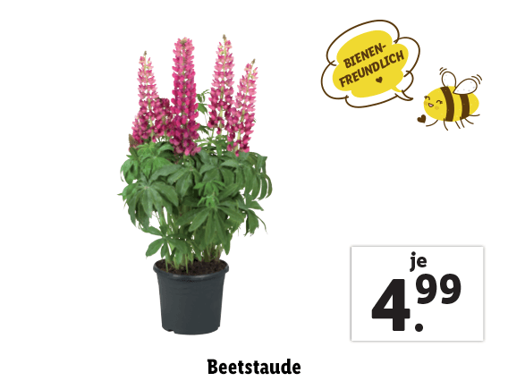 Beetstaude