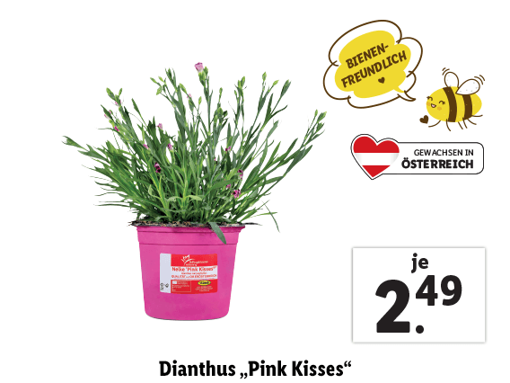 Dianthus „Pink Kisses“