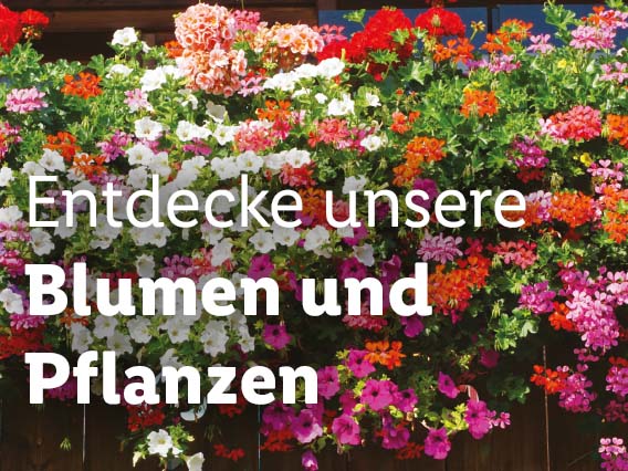  Blumen & Pflanzen, gültig ab Donnerstag, 25. Mai