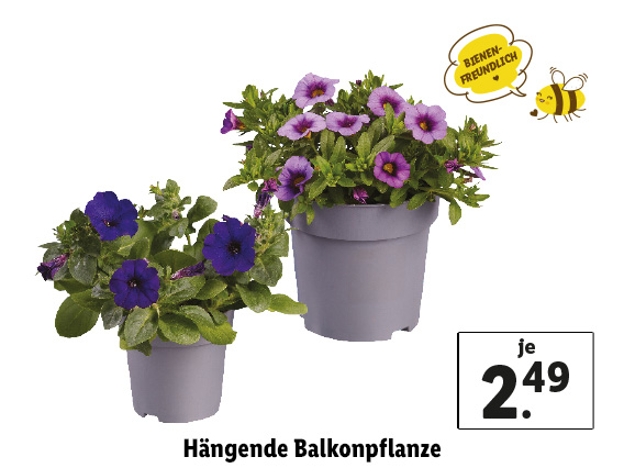  Hängende Balkonpflanze