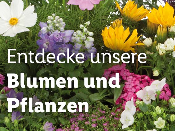 Blumen & Pflanzen, gültig ab Donnerstag, 1. Juni