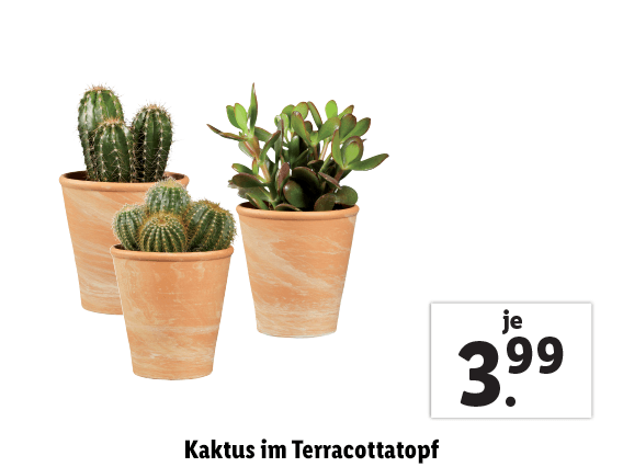 Kaktus im Terracottatopf