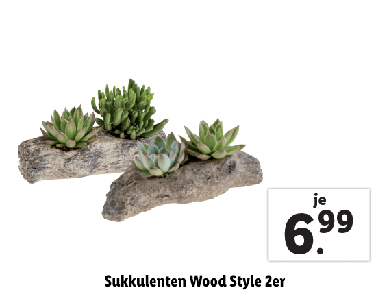 Sukkulenten Wood Style 2er