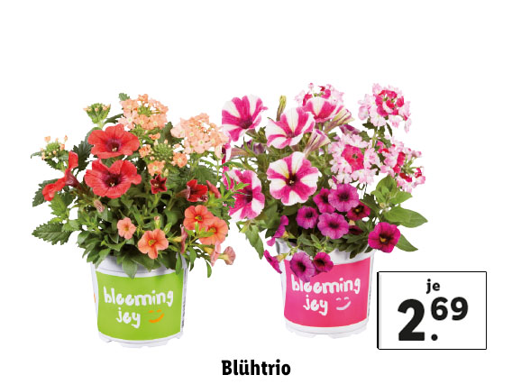 Blühtrio