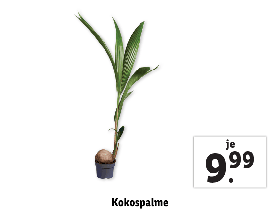 Kokospalme