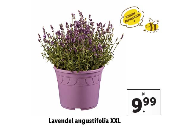 Lavendel angust - folia XXL