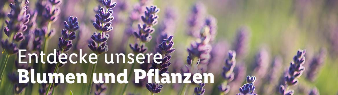 Blumen & Pflanzen