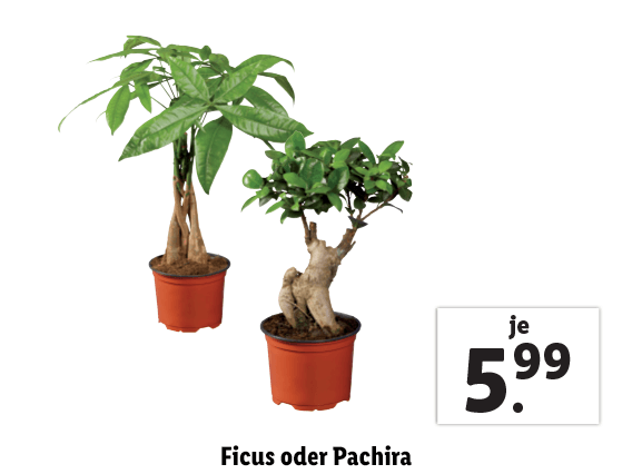 Ficus oder Pachira