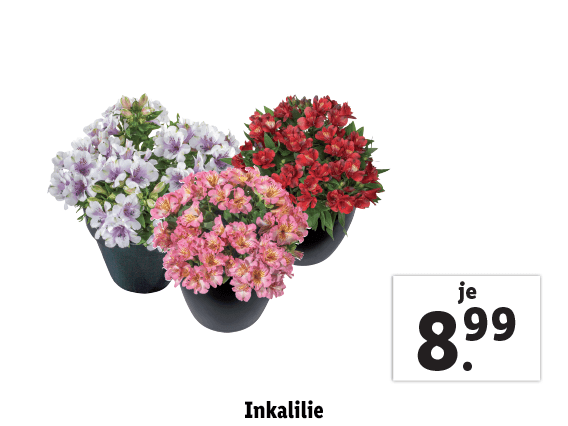Inkalilie
