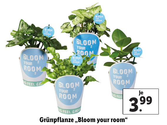  Grünpflanze „Bloom your room“