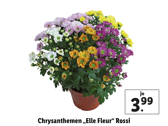 Chrysanthemen „Elle Fleur“ Rossi