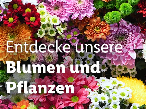 Blumen & Pflanzen