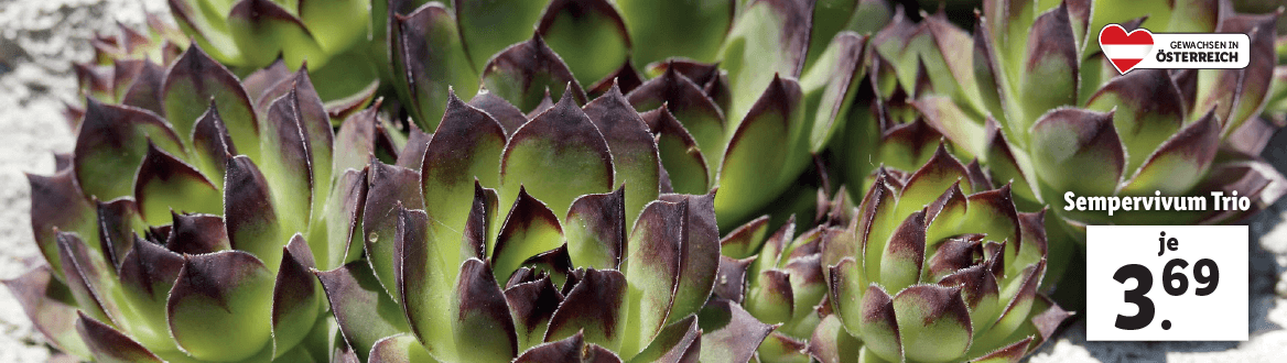 Sempervivum Trio