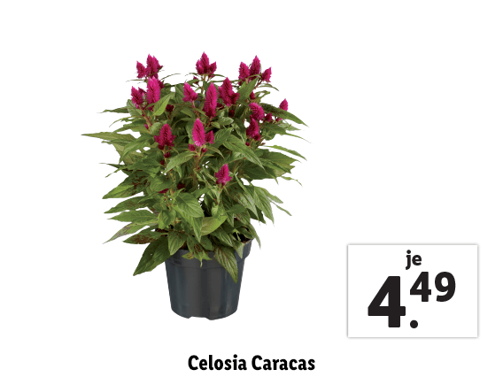  Celosia Caracas