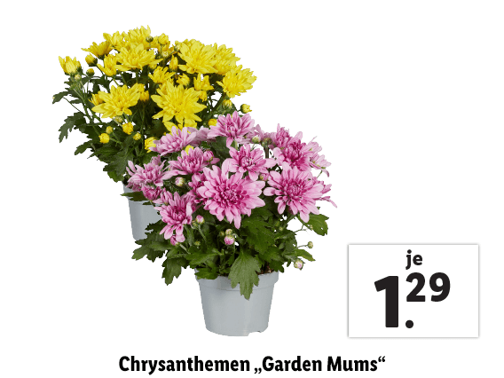  Chrysanthemen „Garden Mums“