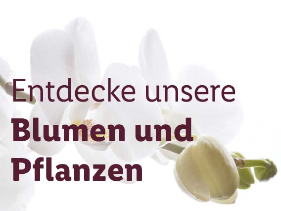 Blumen & Pflanzen