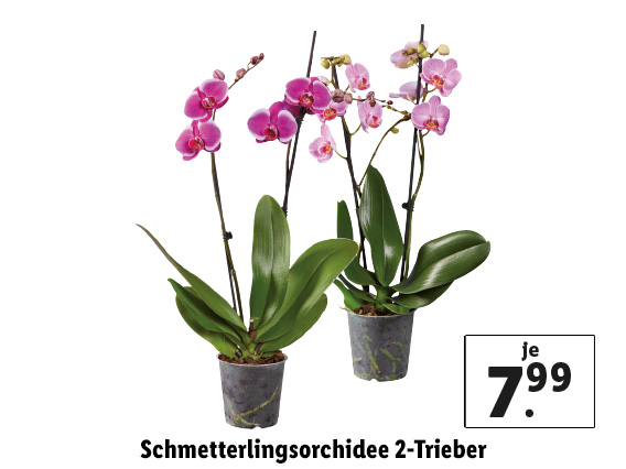  Schmetterlingsorchidee 2-Trieber