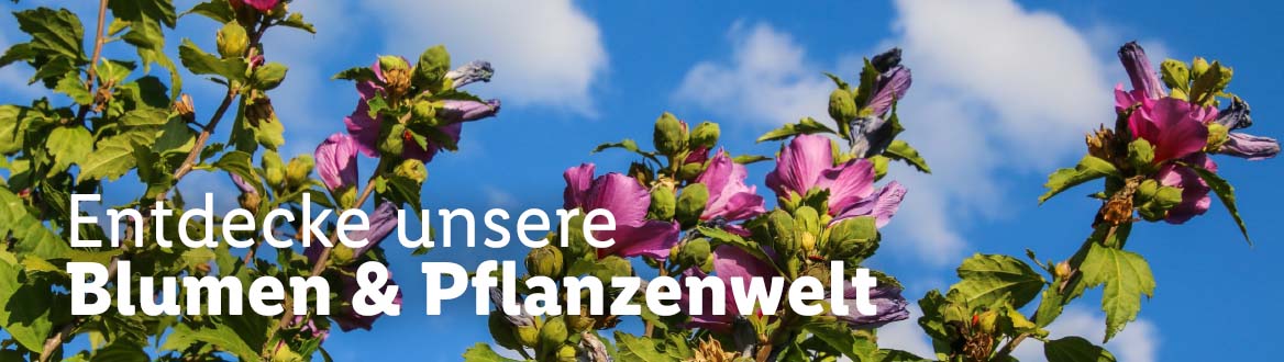  Blumen und Pflanzen, gültig ab Donnerstag, 3. August 