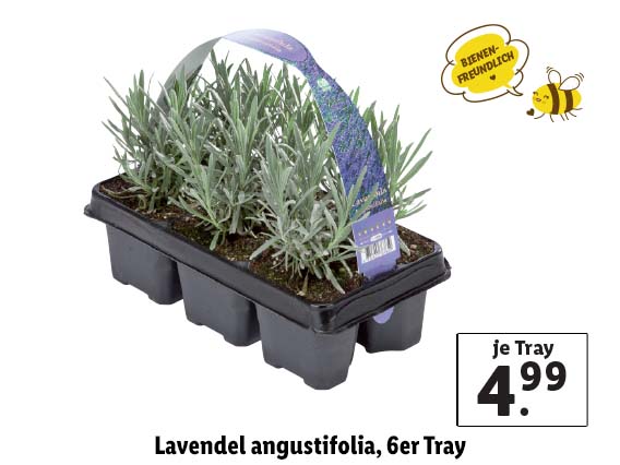  Lavendel angustifolia, 6er Tray