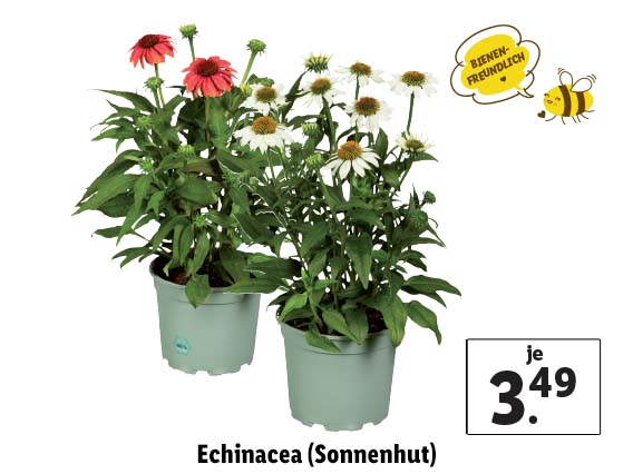  Echinacea (Sonnenhut)
