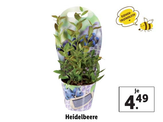 Heidelbeere