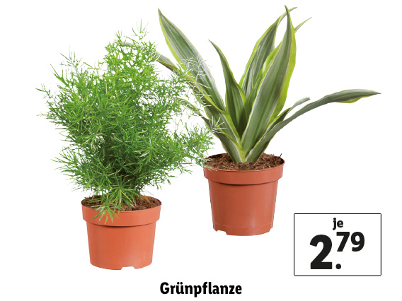  Grünpflanze