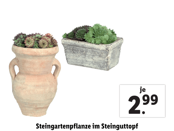 Steingartenpflanze im Steinguttopf