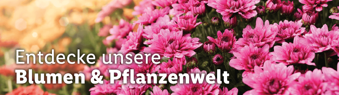 Blumen und Pflanzen