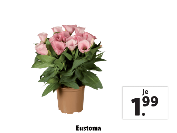  Eustoma