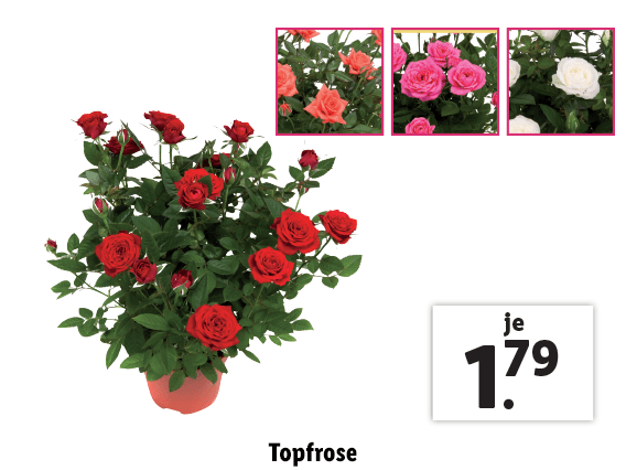  Topfrose