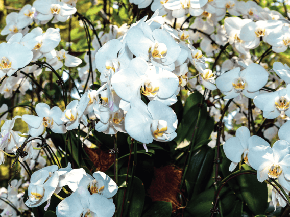 Blumen und Pflanzen