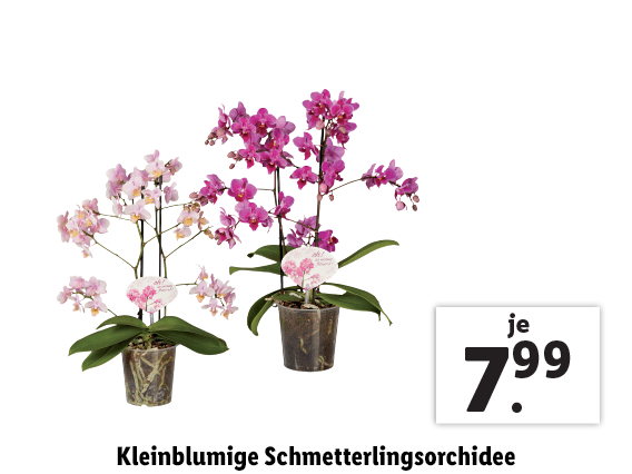 Kleinblumige Schmetterlingsorchidee