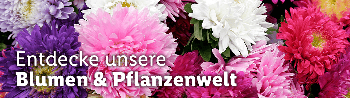  Blumen und Pflanzen