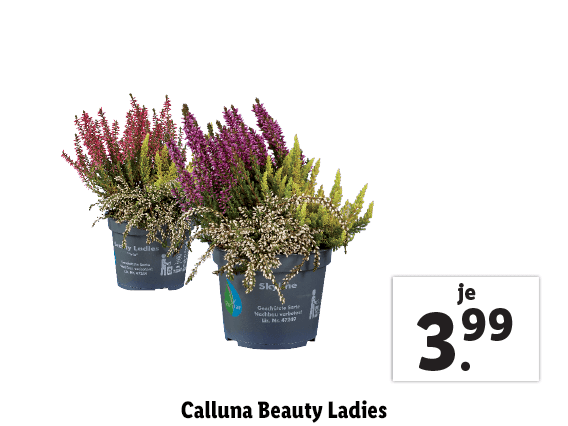 Calluna Beauty Ladies