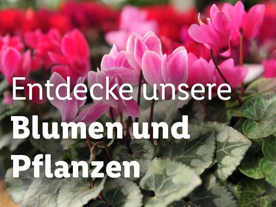  Blumen und Pflanzen, gültig ab Donnerstag, 31. August 